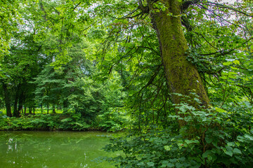 Fototapete bei efototapeten.de bestellen   