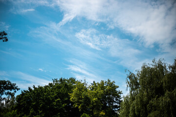 Sunny day blue sky clouds trees background overlay backdrop 