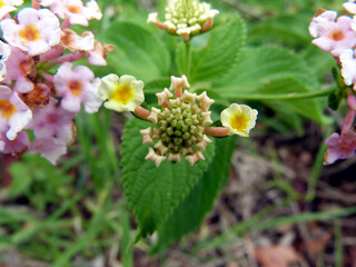 Blume