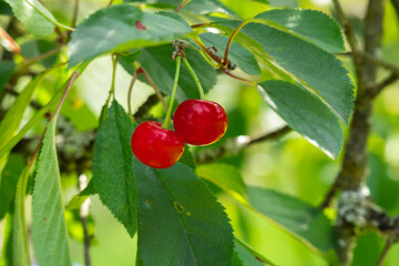 Reife Weichseln, Sauerkirschen