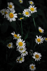 daisies on black background