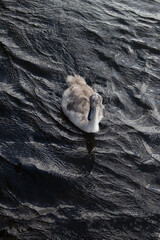 The ugly duckling, a cygnet in dark water.