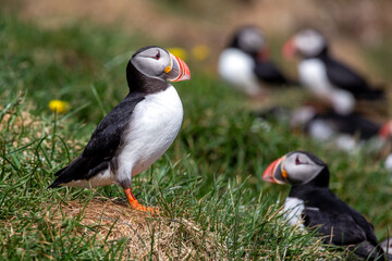 proud Puffin