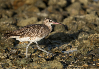 Whimbrel between the rocks, Bahrain
