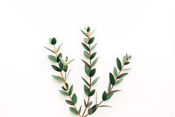 Three branches of eucalyptus on a white background, template for design