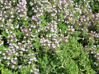 Thymian