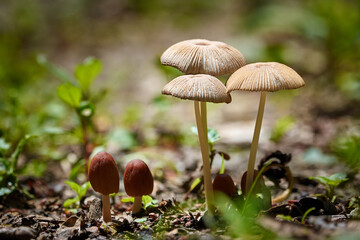 Mushrooms in the forest after rain