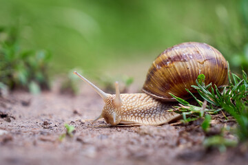 Snail crawling on soil after rain