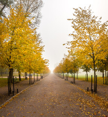 Autumn / Gold Trees in a park. Autumn landscape.