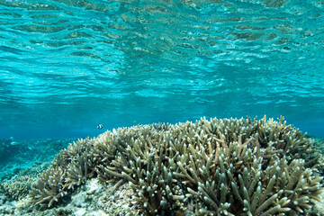 Naklejka na ściany i meble coral reef in the saipan