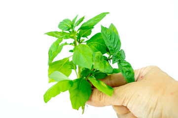 fresh green basil leaves isolated on white background
