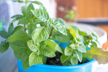 basil plant in a flower pot on a balcony