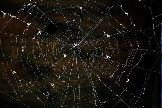Shabby web on a dark background with spider prey.