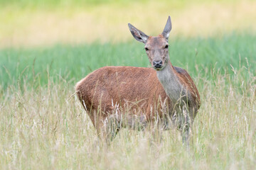 Naklejka na ściany i meble Red deer in the mountain prairie at dawn (Cervus elaphus)