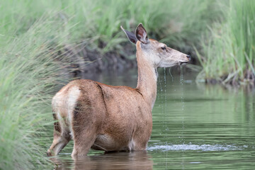 Portrait of Deer after drinking in the creek (Cervus elaphus)