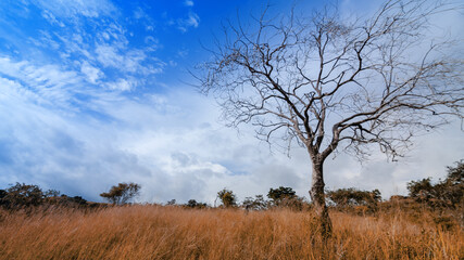 Fototapeta na wymiar tree in the savannah in autumn