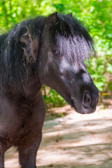 Portrait of an old black pony horse