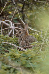 Hase im Gestrüpp