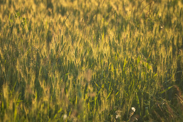 Wheat Field at Sunset. Ears of wheat close up. Harvest and harvesting concept. 4k resolution, slow motion.