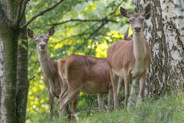 Naklejka na ściany i meble Red deer females in the woodland (Cervus elaphus)