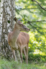 Isolated red deer female in the woods (Cervus elaphus)