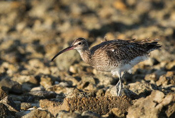 Whimbrel at Busaiteen coast, Bahrain