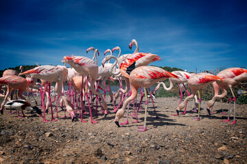 group of flamingos