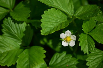 Grün mit weißer Blüte