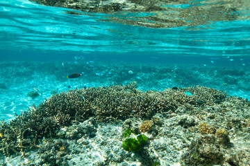 coral reef in saipan