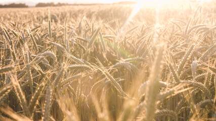 Wheat Field at Sunset. Ears of wheat close up. Harvest and harvesting concept. 4k resolution, slow motion.