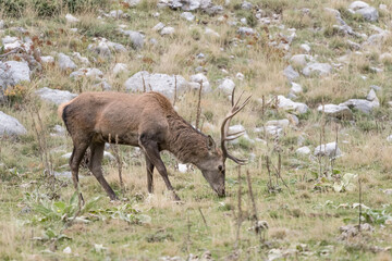 Red deer male sniffs scent of female in rutting season (Cervus elaphus)