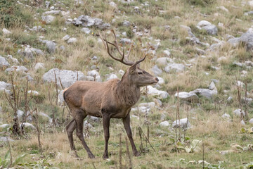 Naklejka na ściany i meble Portrait of majestic Red deer male in mountain region (Cervus elaphus)