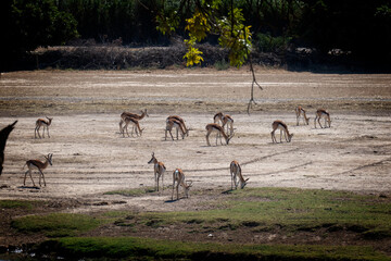 herd of deer