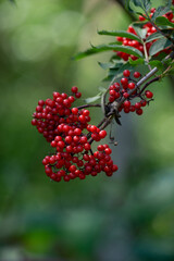 rote Beeren im Herbst