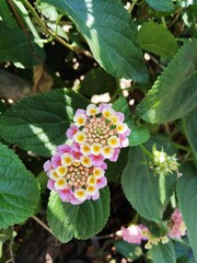 Pink Lantana flowers are species of Verbena, also known as West indian lantana, Yellow sage, Spanish flag, Umbelanterna, it's botanical name is Lantana camara.