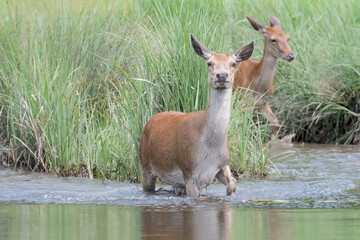 Red deer female in the pond (Cervus elaphus)