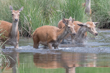 Herd of deer cross the river (Cervus elaphus)