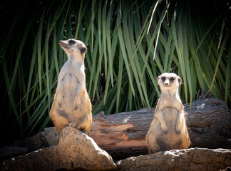 meerkat on guard