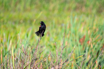 Red Winged Blackbird perched in wetlands in Gainesville Florida.