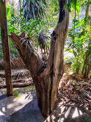 Withered tropical tree trunk in the forest on a hot summer day.