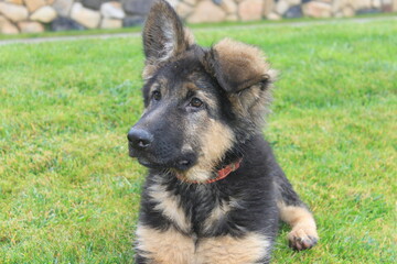 German shepherd dog lying on the grass