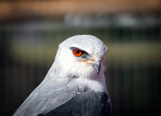 bird of prey