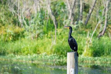 Cormorant perched on post in wetlands lake in Gainesville Florida.