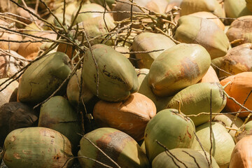 Heap of fallen coconut fruits under the palm tree.