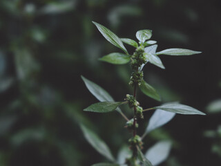 Plants