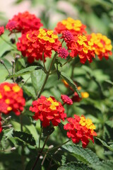 Common lantana or Lantana camara native to the American tropics Other common names also known as West indian lantana,umbelanterna ,tickberry.Italy.
