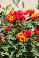 Common lantana or Lantana camara native to the American tropics Other common names also known as West indian lantana,umbelanterna ,tickberry.Italy.