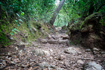stream in the forest