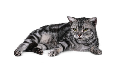 cat  isolated a white background
