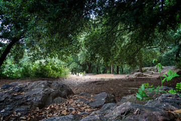stream in the forest